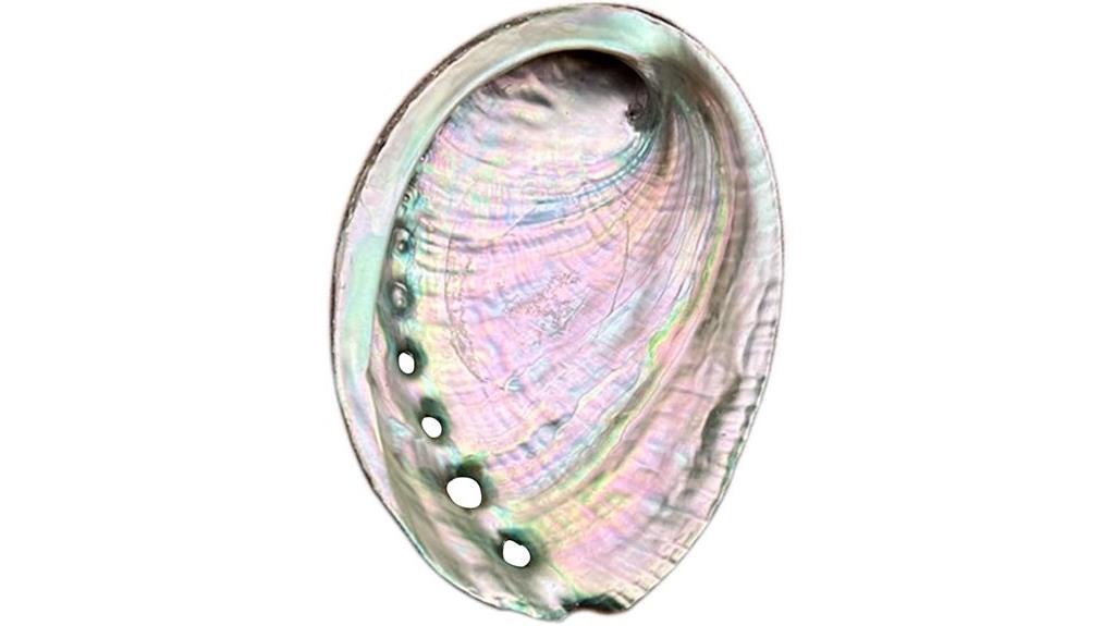 large abalone shell bowl
