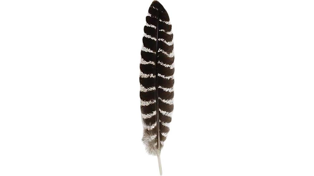 pristine barred turkey feather