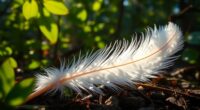 angel messages through feathers