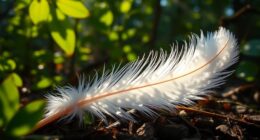 angel messages through feathers