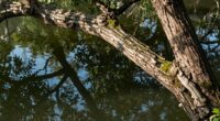 understanding symbolism through practicality